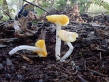 Hygrocybe flavifolia image