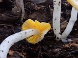 Hygrocybe flavifolia image