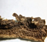 Fuscocerrena portoricensis image