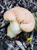 Calvatia rugosa image