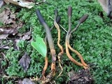 Elaphocordyceps ophioglossoides image