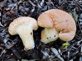 Calvatia rugosa image