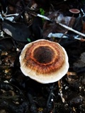 Lignosus sacer image