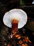 Lignosus sacer image