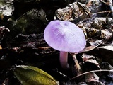 Gymnopus iocephalus image