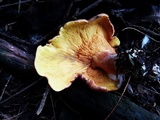 Tricholomopsis rutilans image
