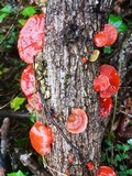 Earliella scabrosa image