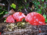 Earliella scabrosa image