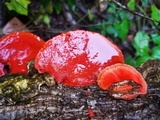 Earliella scabrosa image