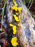 Dacryopinax spathularia image