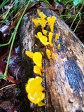 Dacryopinax spathularia image