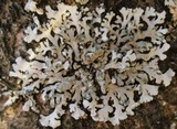 Phaeophyscia orbicularis image