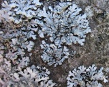Phaeophyscia orbicularis image