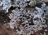 Physcia stellaris image