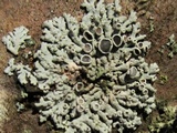 Physcia stellaris image