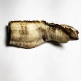 Serpula lacrymans image