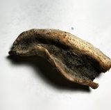 Serpula lacrymans image