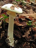 Amanita citrina f. lavendula image