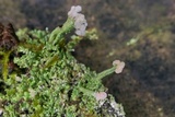 Cladonia peziziformis image