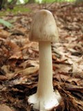 Amanita brunnescens image