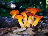 Omphalotus olearius image
