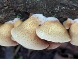 Crepidotus mollis image