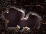 Sarcosphaera coronaria image