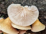 Crepidotus mollis image