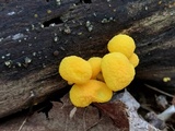 Cyptotrama chrysopepla image