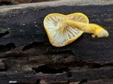 Cyptotrama chrysopepla image