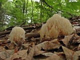 Ramariopsis kunzei image