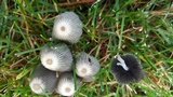 Coprinellus impatiens image