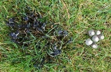 Coprinellus impatiens image