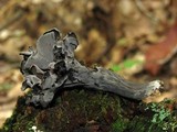 Craterellus fallax image