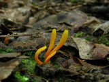 Clavulinopsis laeticolor image