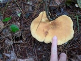 Tapinella atrotomentosa image