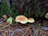 Tapinella atrotomentosa image