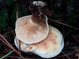 Tapinella atrotomentosa image