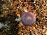 Cortinarius iodes image