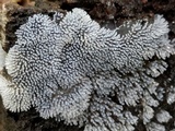 Ceratiomyxa fruticulosa var. fruticulosa image