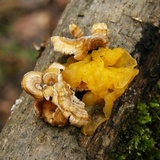 Naematelia aurantia image
