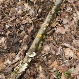 Naematelia aurantia image