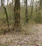 Naematelia aurantia image