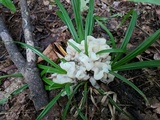 Helvellosebacina concrescens image
