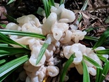 Helvellosebacina concrescens image