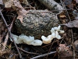Helvellosebacina concrescens image