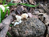 Helvellosebacina concrescens image