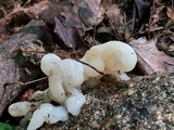Helvellosebacina concrescens image