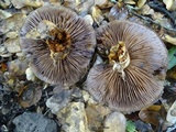 Cortinarius glutinosoarmillatus image