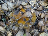 Cortinarius glutinosoarmillatus image
